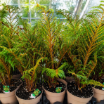 Stromová papraď (Cyathea cooperi) ´HIGHLAND LACE´ - výška 60-80 cm, kont.C6L